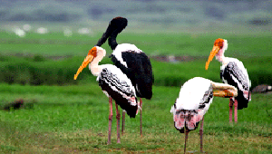 bharatpur birds